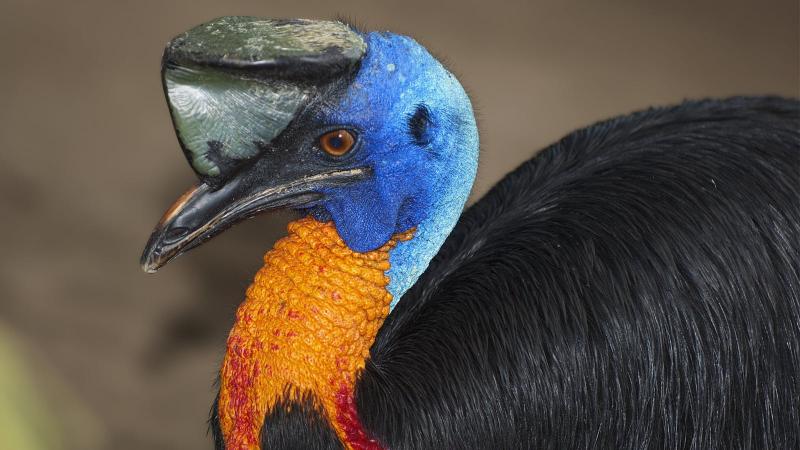 Most Aggressive Animals